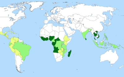 What are Single Origin Coffees? Are They Really Better?